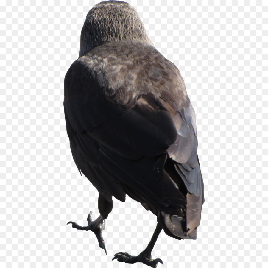 Corbeau，Oiseau PNG