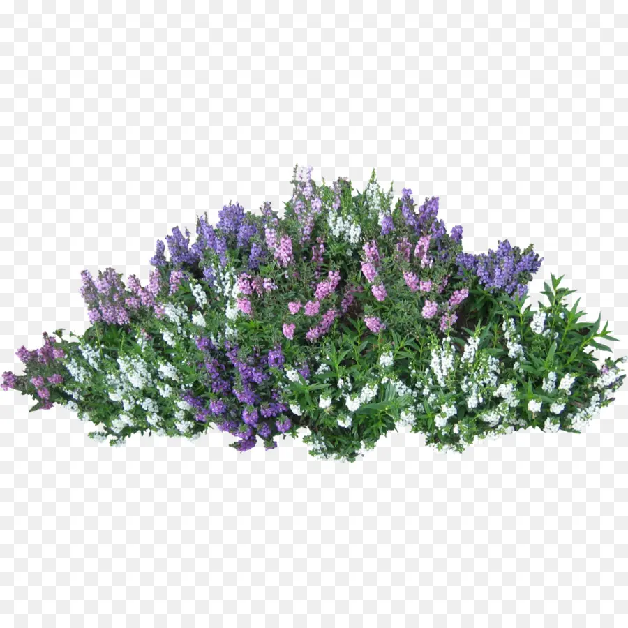 Arbuste，Plante PNG