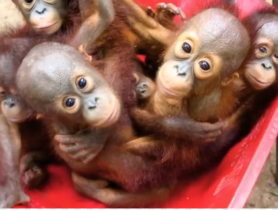 Orang Outan，Les Orangs Outans Bébé PNG