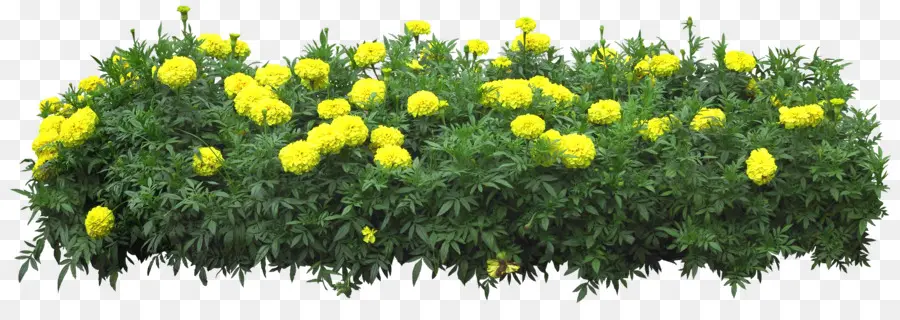 Fleurs Jaunes，Buisson PNG