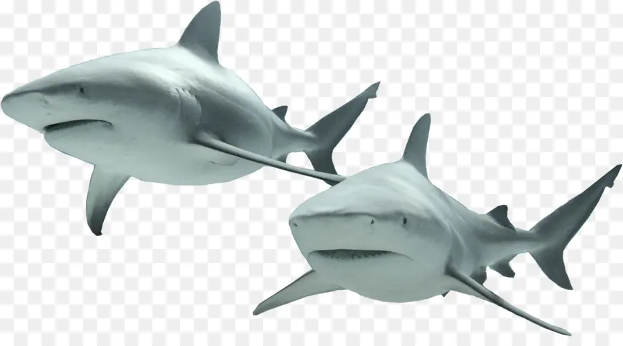 Requins，Océan PNG