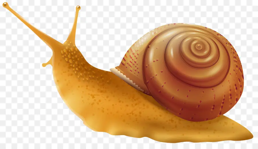 Escargot，Coquille PNG