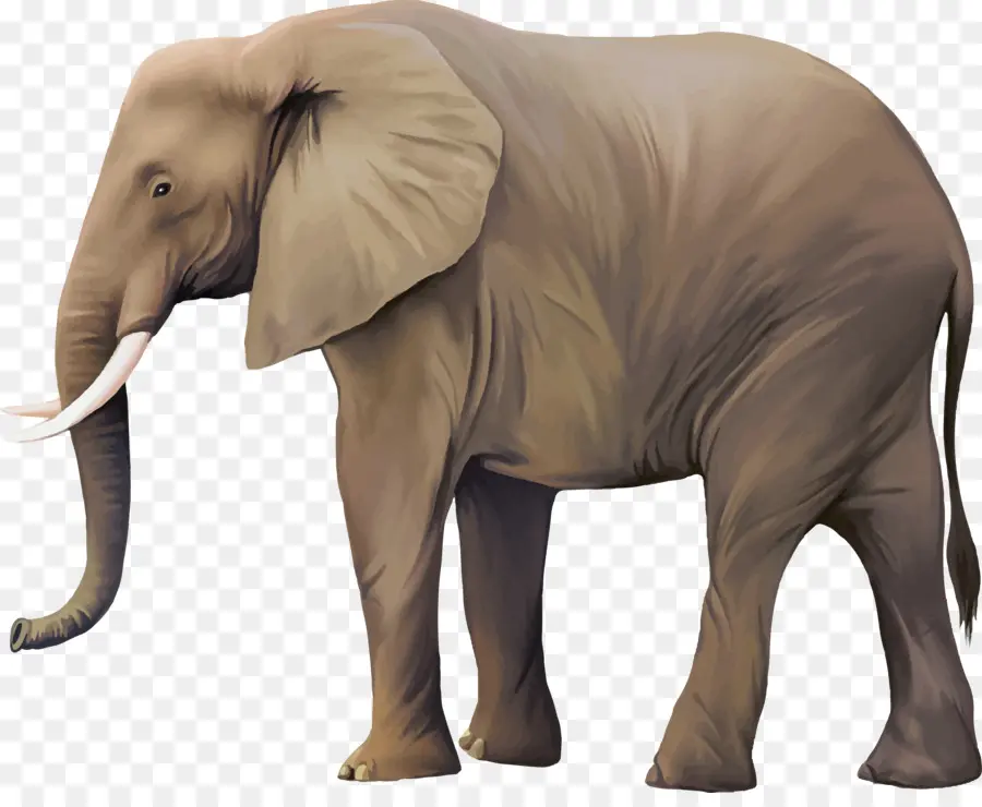 L éléphant D Afrique，Éléphant D Asie PNG