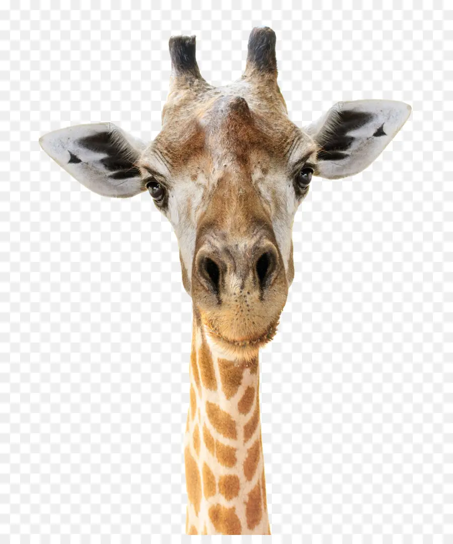 Girafe，Crocheter PNG