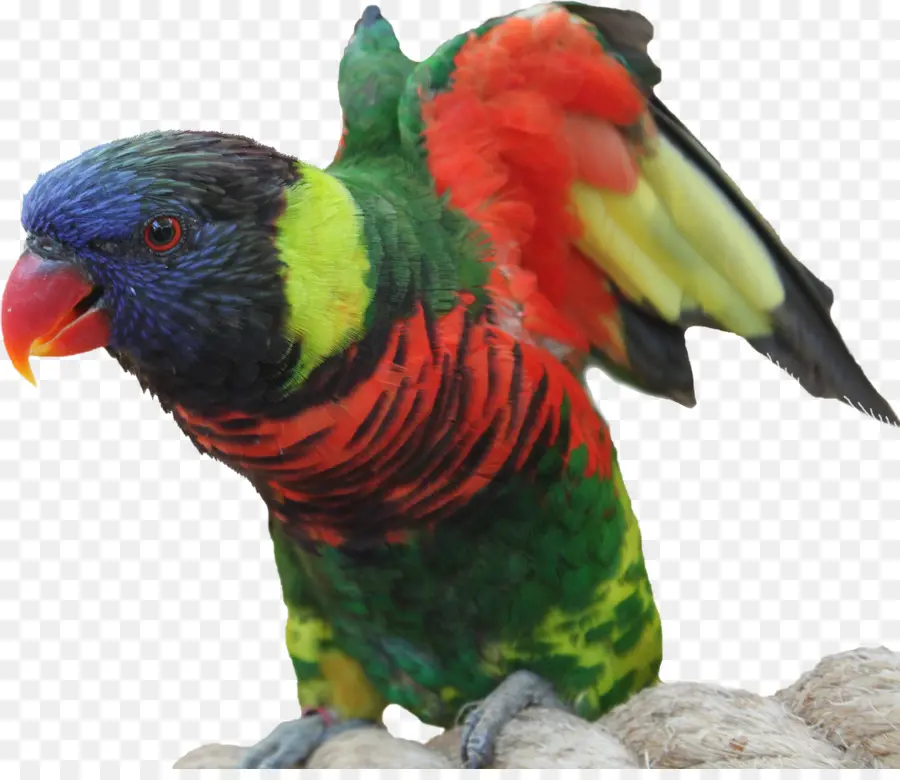 Perroquet Coloré，Perroquet PNG