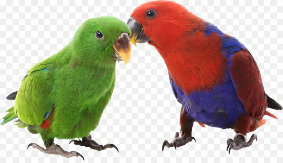 Perroquet Eclectus，Oiseau PNG