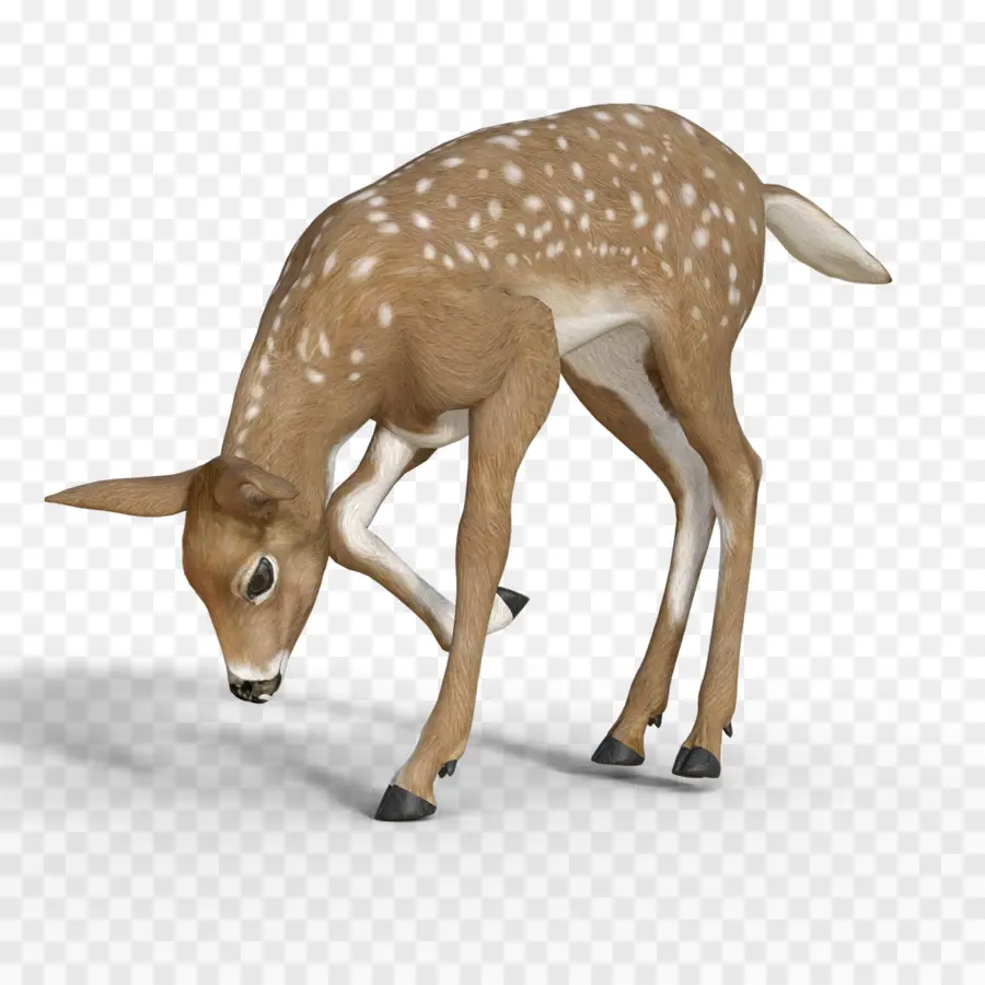 Cerf，Fée PNG