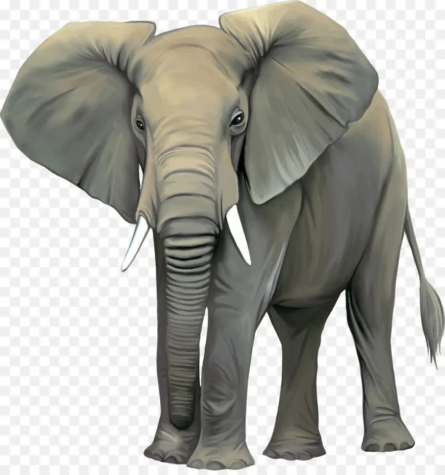 Éléphant D Asie，L éléphant D Afrique PNG