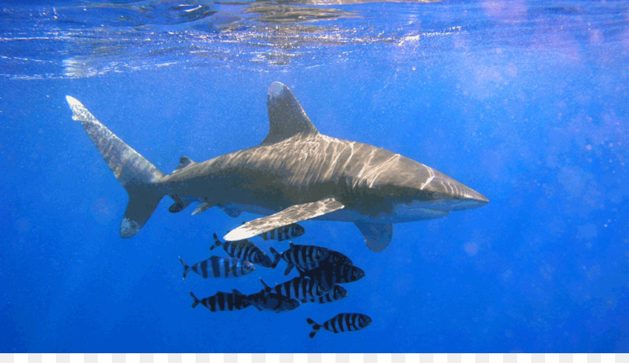 Requin Océanique，Requin PNG