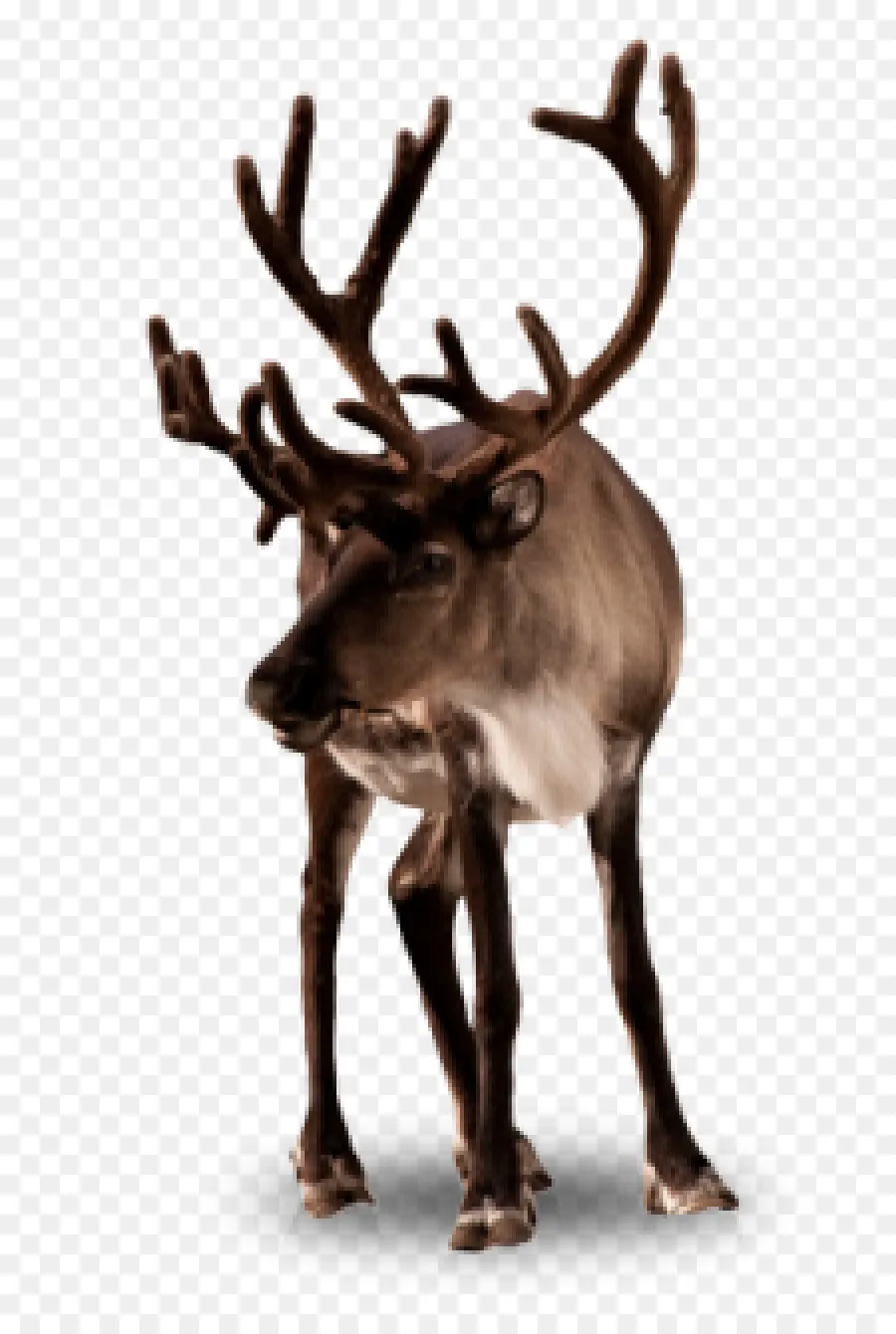 Rudolph，Cerf PNG
