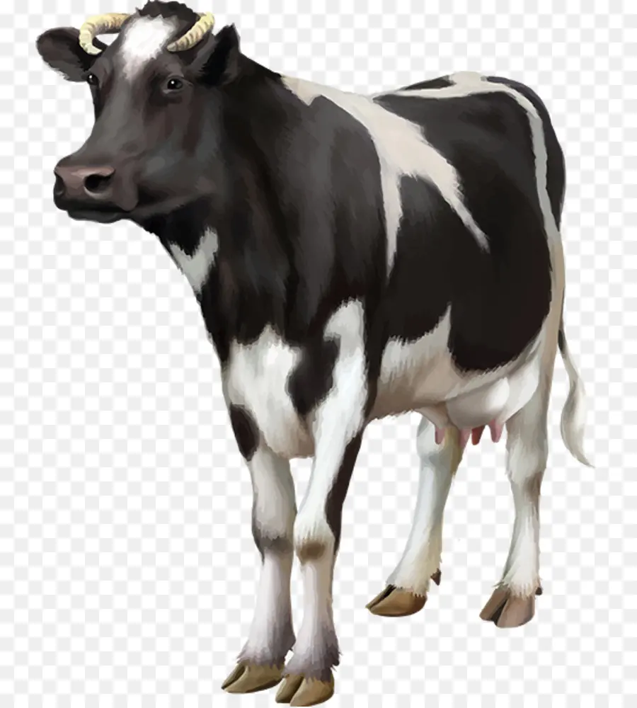 Vache，Bétail PNG