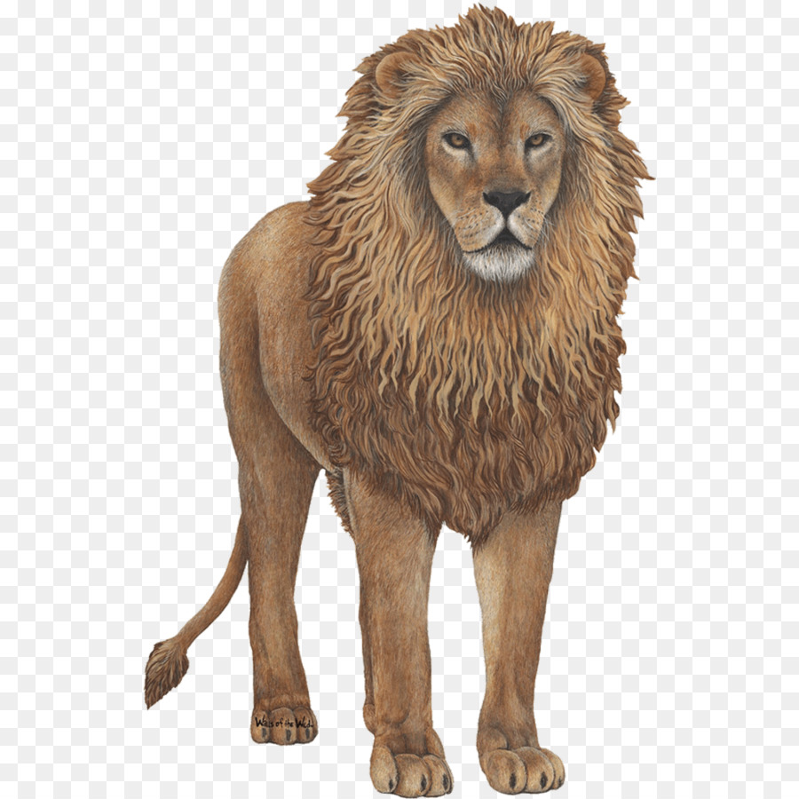 Lion，Autocollant Mural PNG