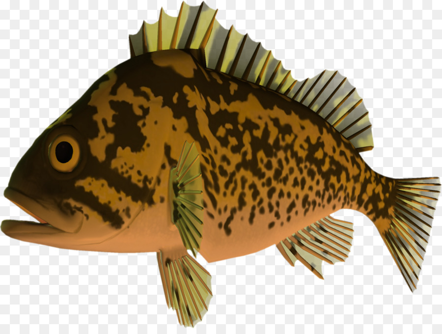 Poisson Orange，Aquatique PNG