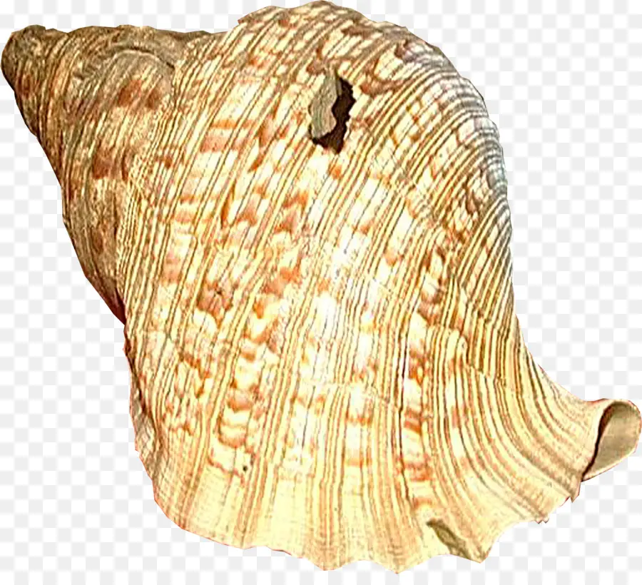 Coquille，Palourde PNG