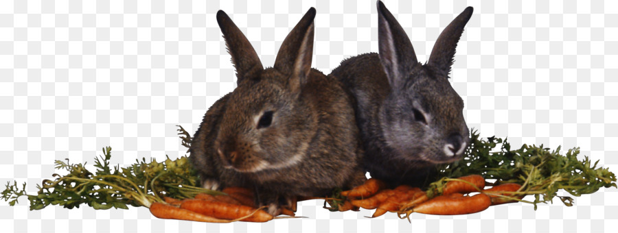 Le Lièvre，Lapin PNG