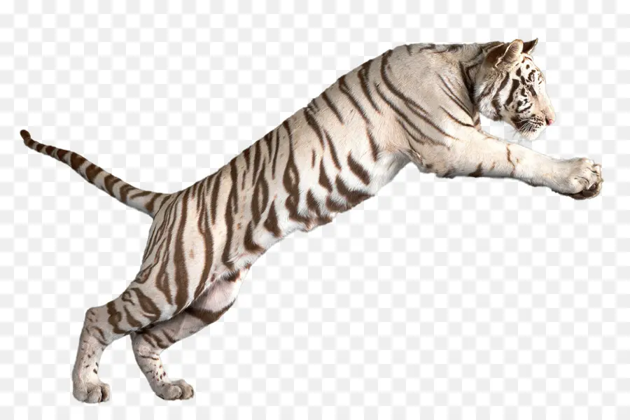 Tigre Du Bengale，Tigre Blanc PNG