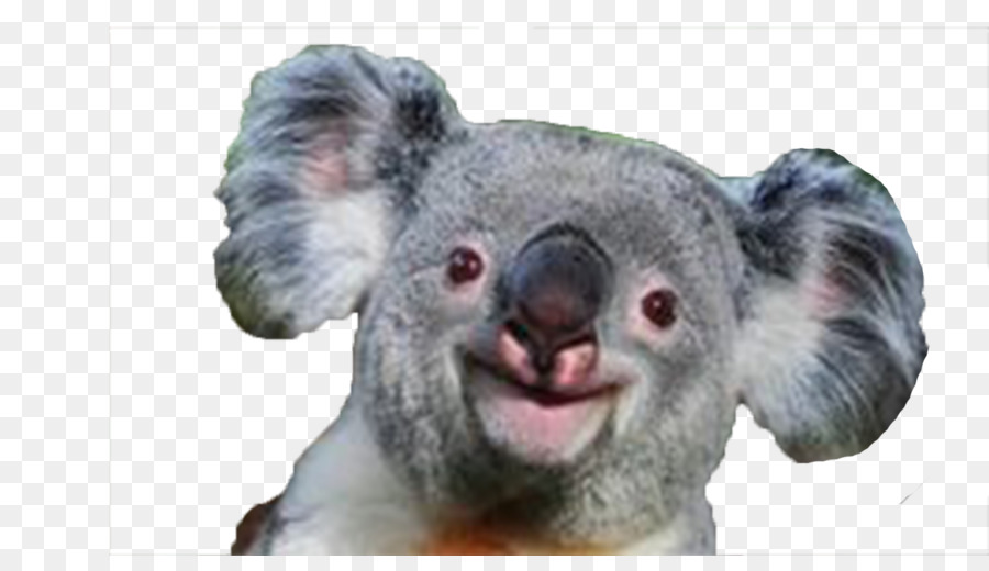 masque chirurgical koala