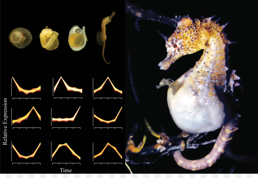 Cycle De Vie Des Hippocampes，Biologie Marine PNG