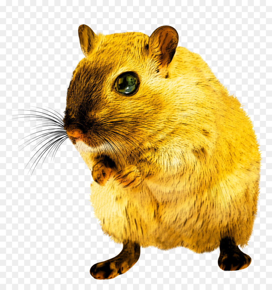 Rat，Muroidea PNG