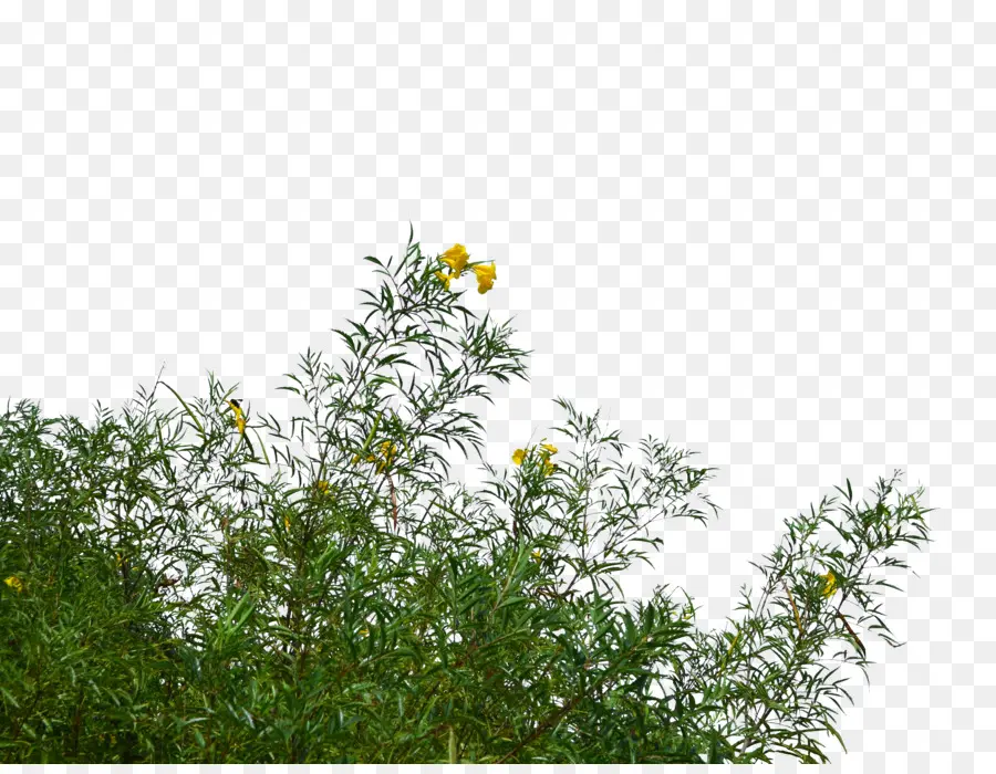 Fleurs Jaunes，Buisson PNG