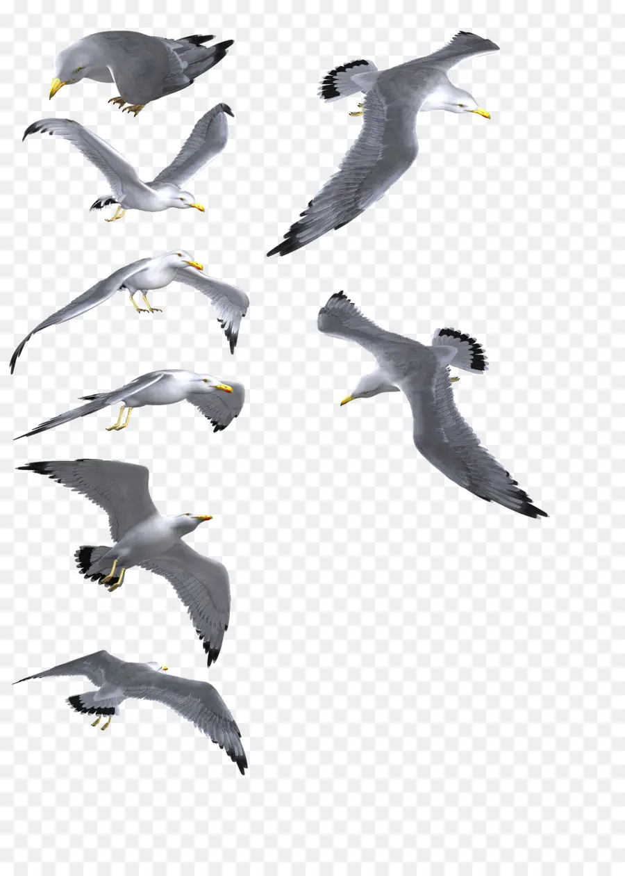 Mouettes，Vol PNG