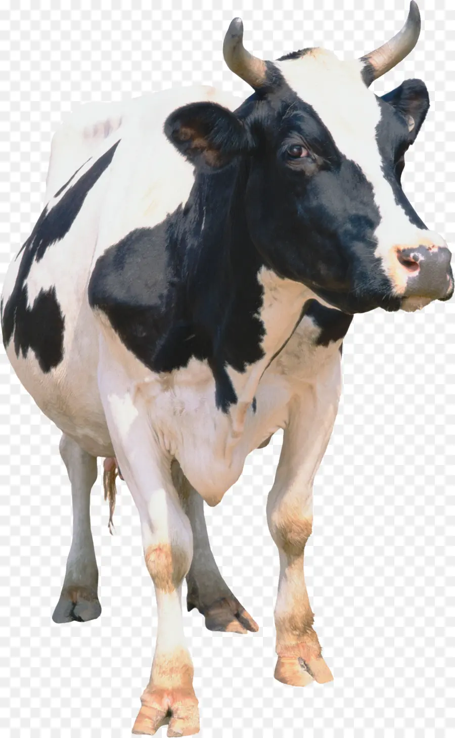 Vache，Bétail PNG