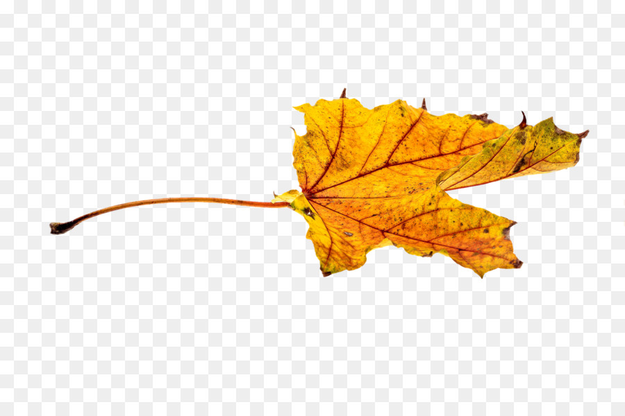 Feuille，Automne PNG