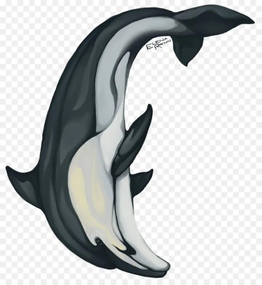 Dauphin De Dessin Animé，Dauphin PNG