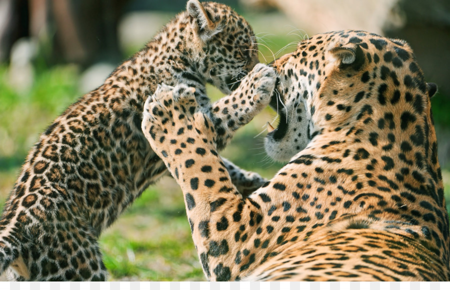 Jaguar，Léopard PNG