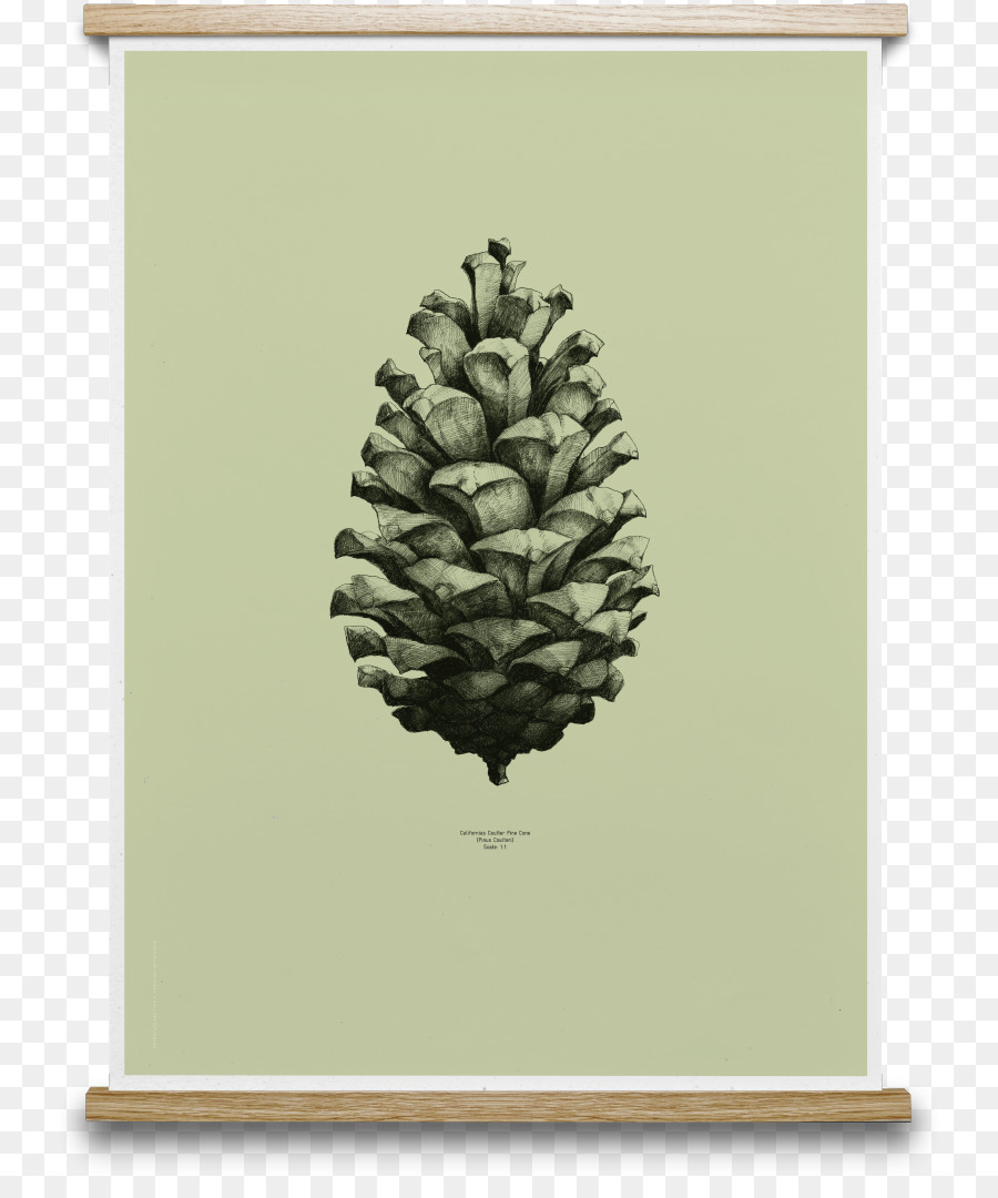 Pomme De Pin，Pin PNG