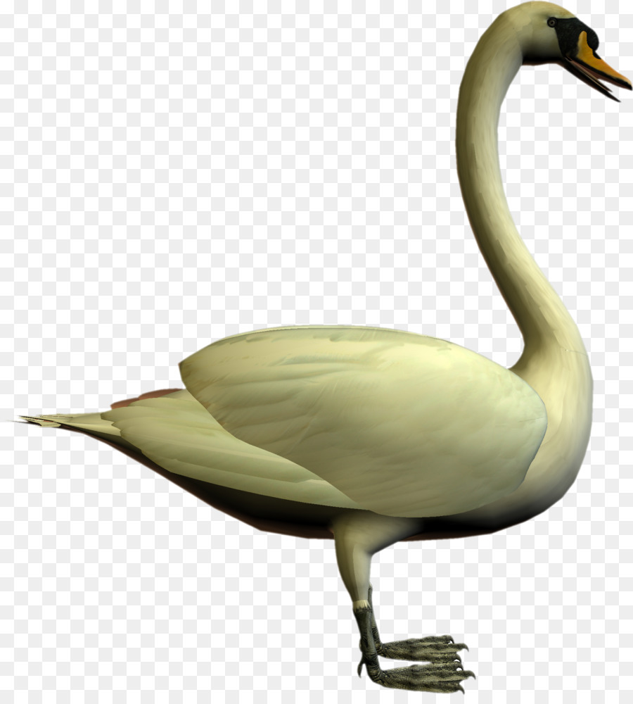 Cygne，Blanc PNG