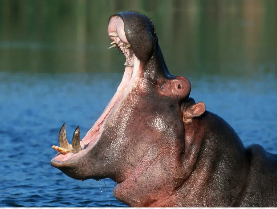 Hippopotame，L Hippopotame Nain PNG