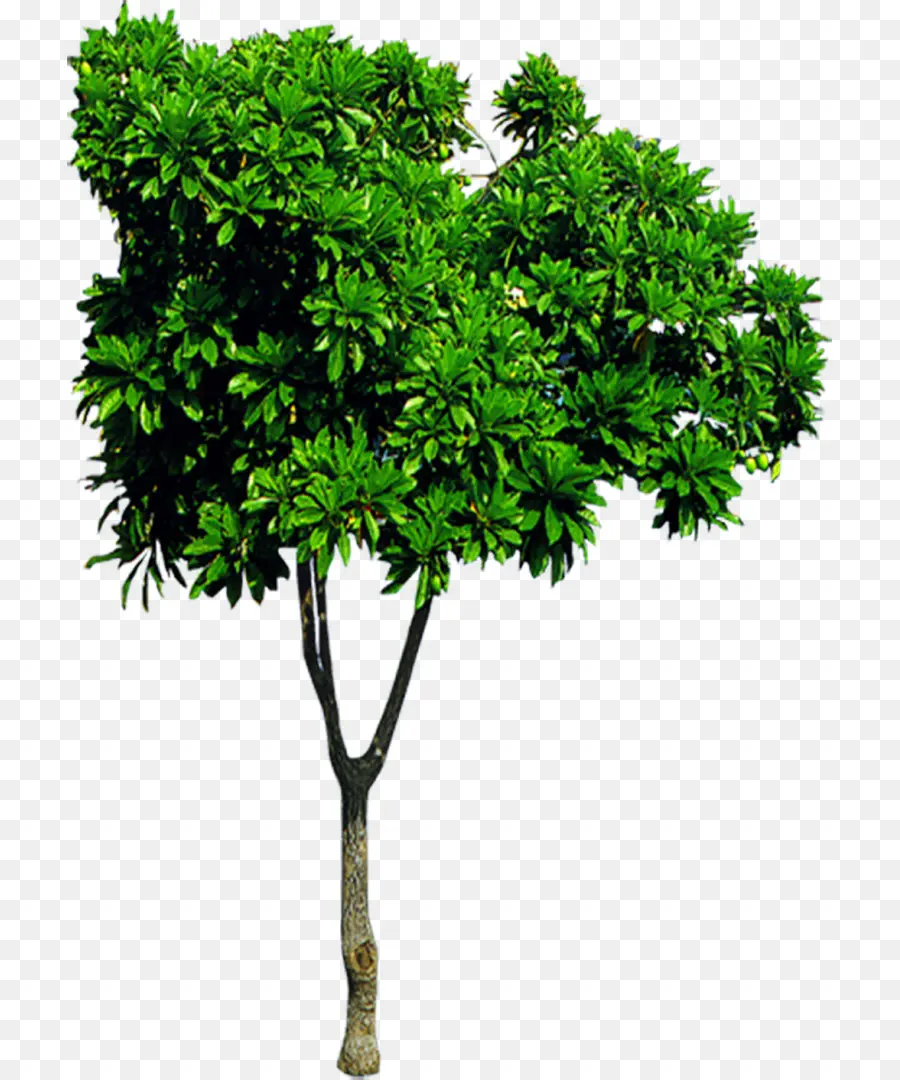 Arbre，Vert PNG