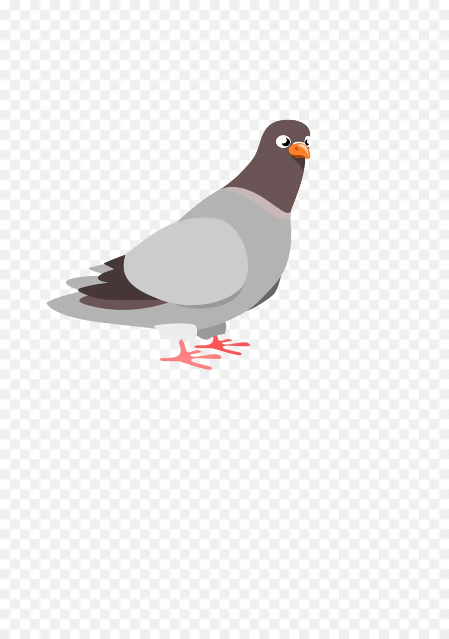Columbidae，Pigeonneau PNG
