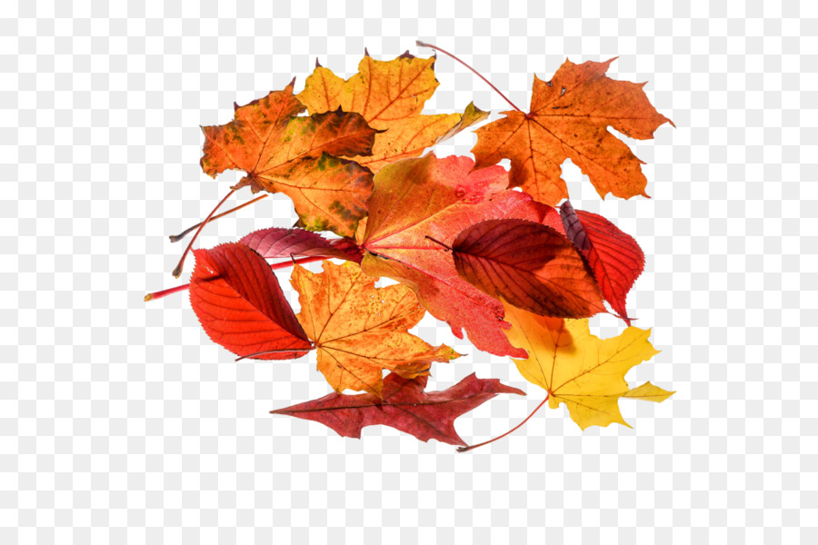 Feuilles D'automne，Automne PNG