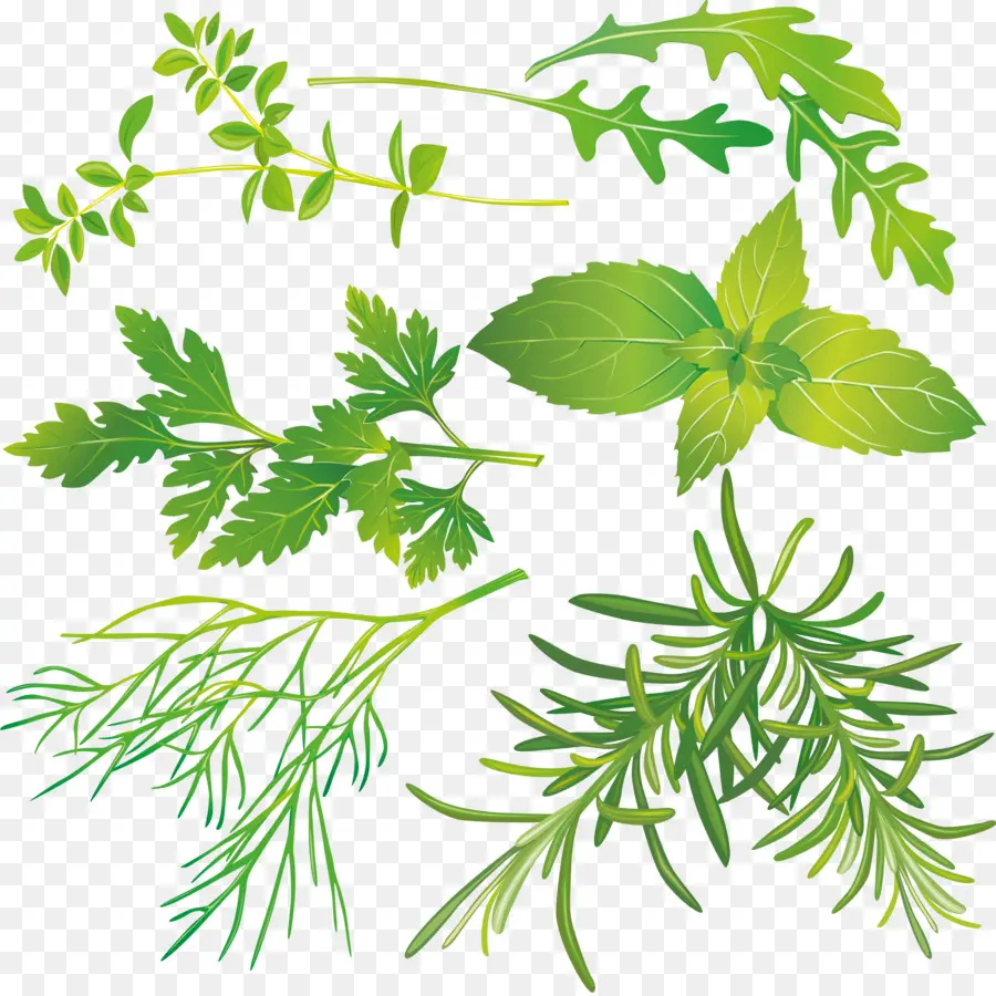 Herbes，Feuilles PNG