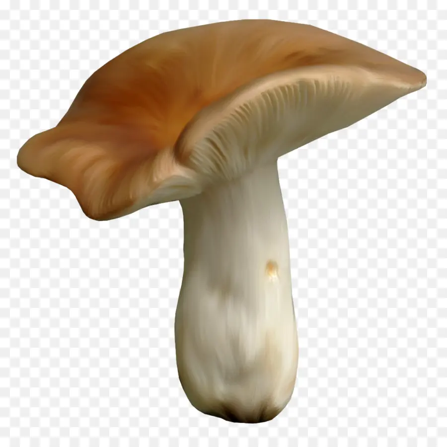 Champignon，Comestible PNG