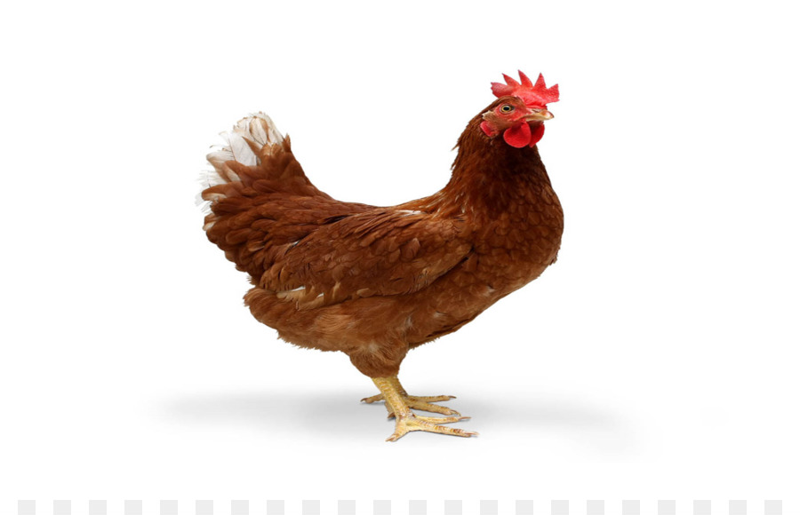 Ayam Cemani，Poulet Tandoori PNG