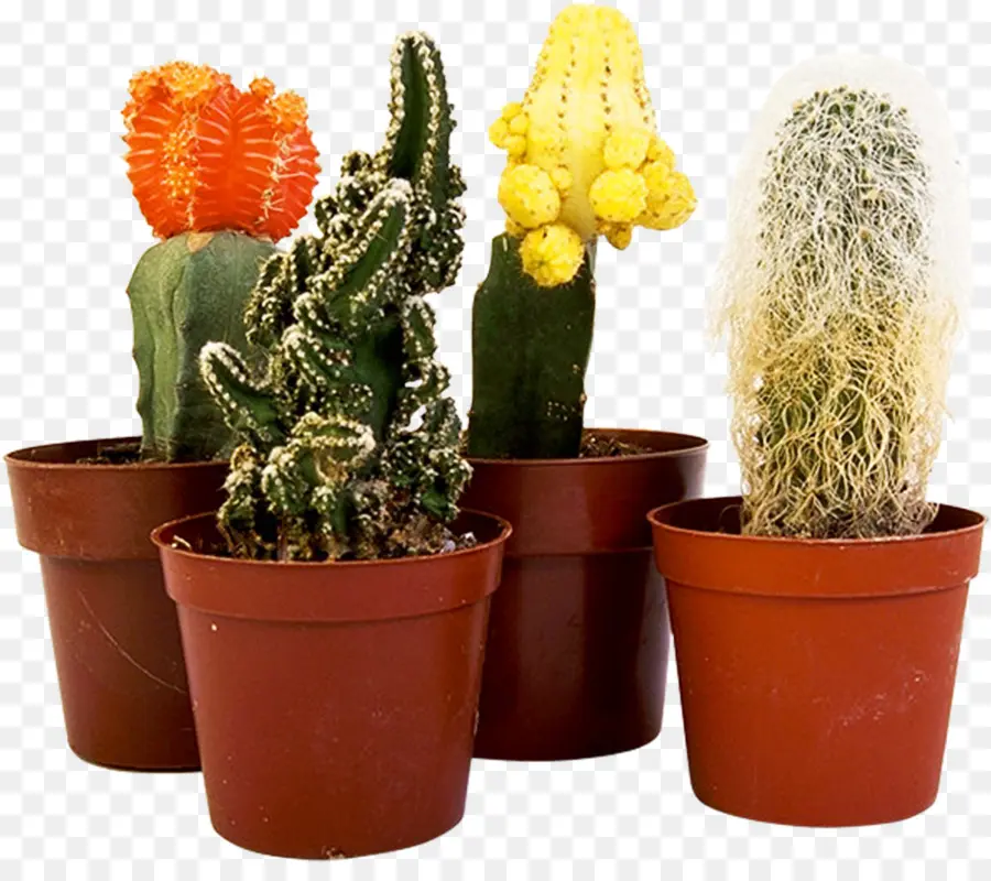 Cactus En Pot，Succulent PNG