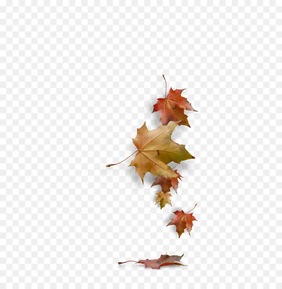 L Automne，Facebook PNG