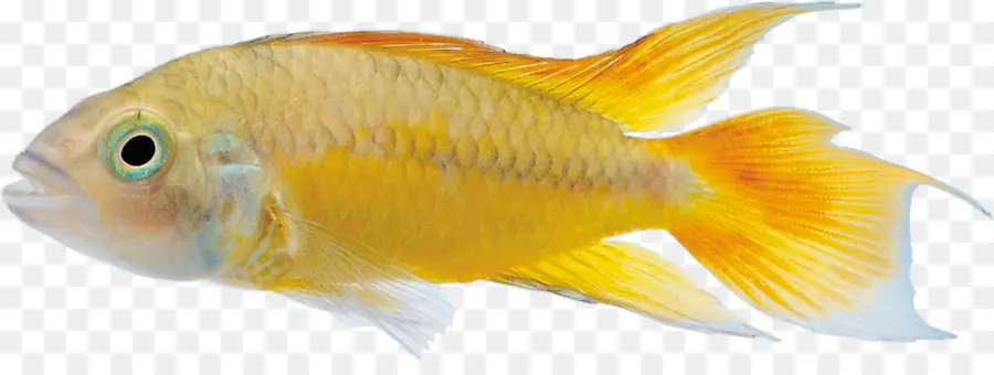 Poisson，Aquatique PNG