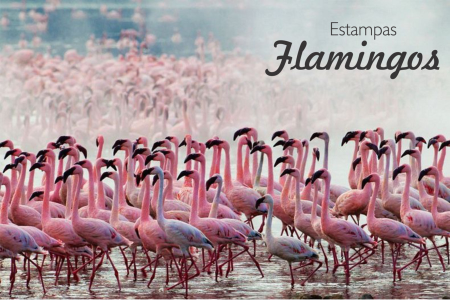 Lac Nakuru，Lac Bogoria PNG