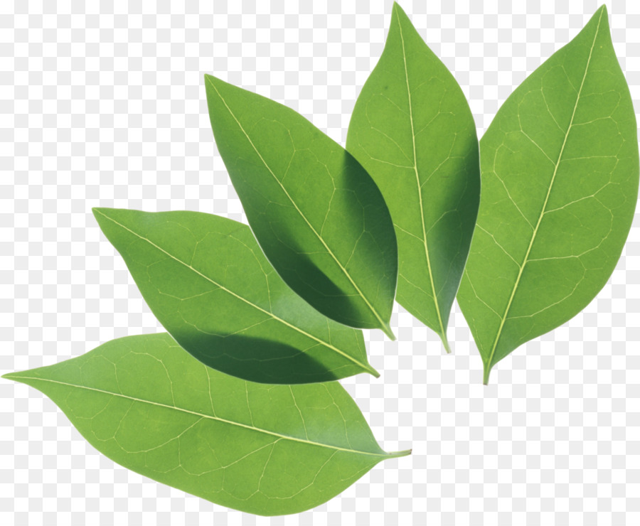 Feuilles Vertes，Feuillage PNG