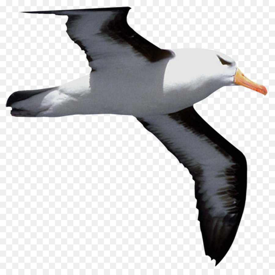 Oiseau，Cygnini PNG