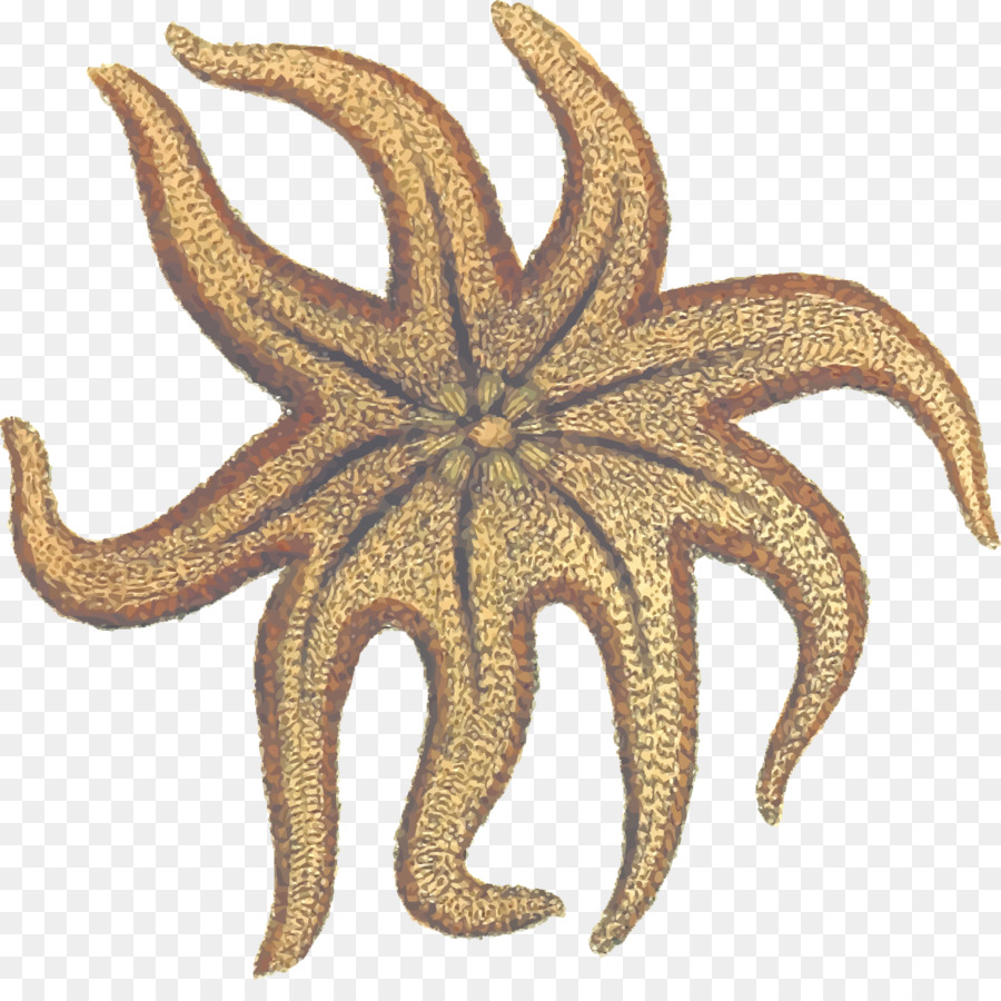 étoile De Mer，Solaster Endeca PNG