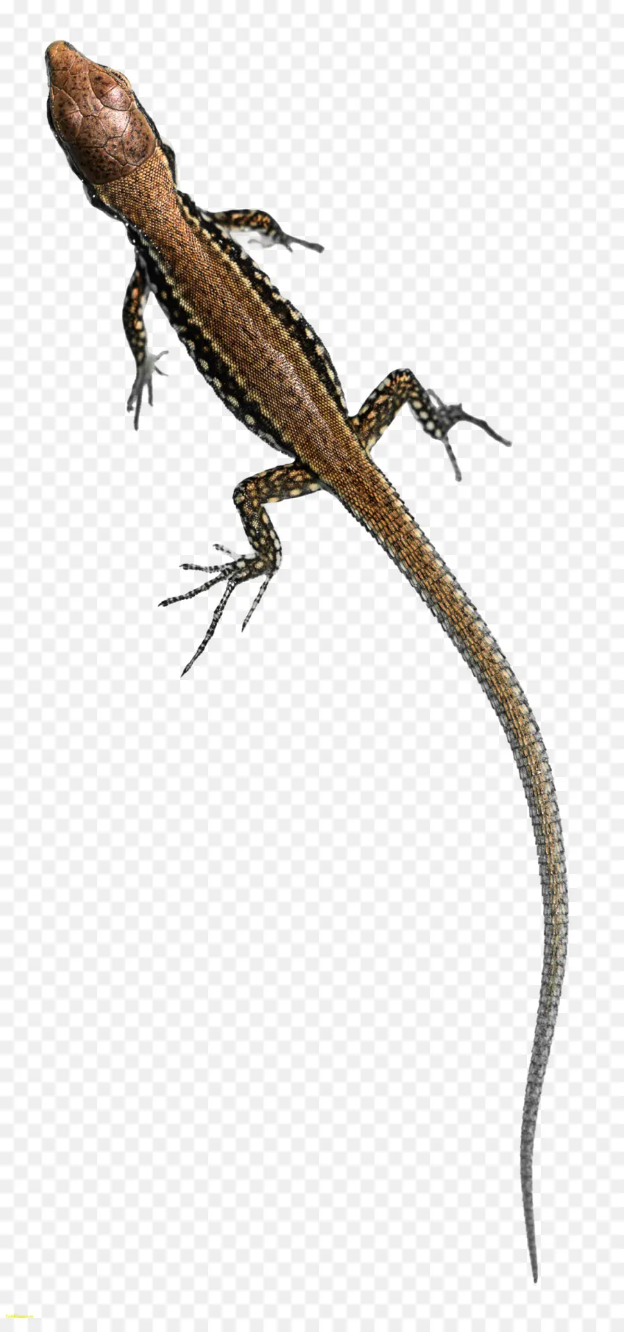 Lézard，Reptile PNG