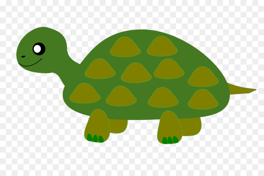 Tortue Verte，Coquille PNG