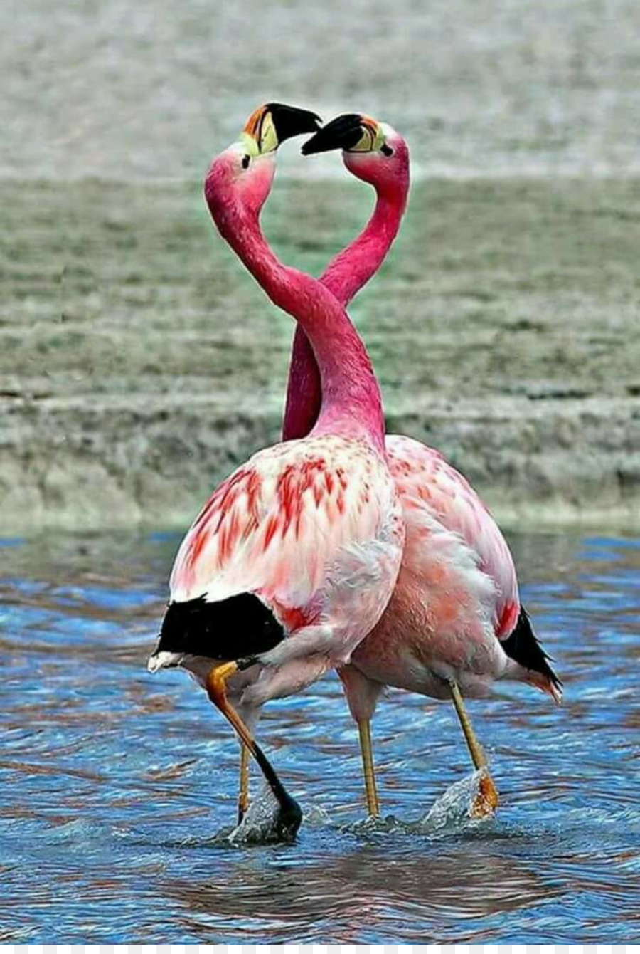 Le Lac Nakuru，Flamant Rose En Plastique PNG