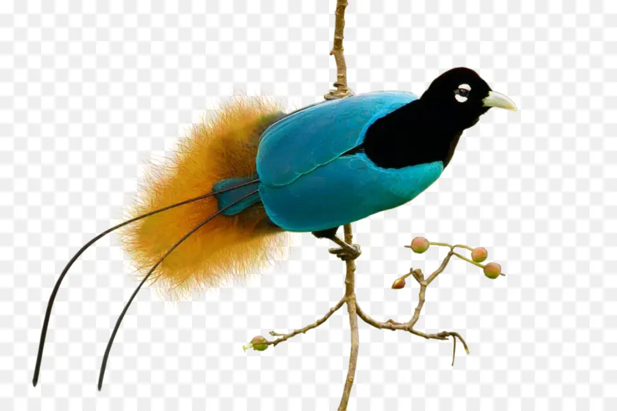 Oiseau，Coloré PNG