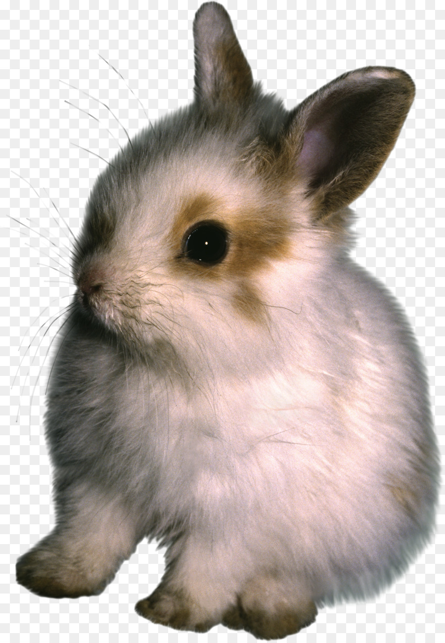 Lapin Blanc，Mignon PNG